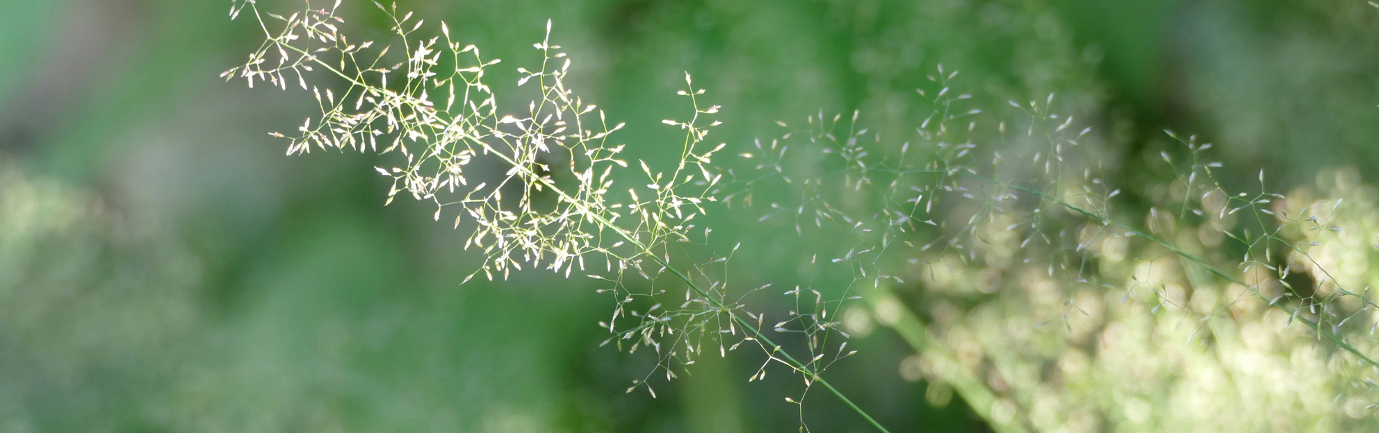 blog-heuschnupfen